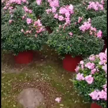 杜鹃花盆景塔型杜鹃花西玛品种，质量杠杠的