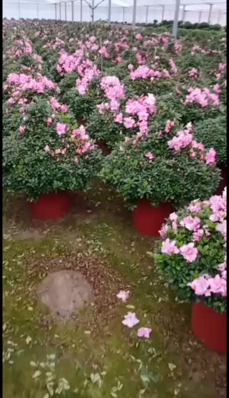 杜鹃花盆景塔型杜鹃花西玛品种，质量杠杠的