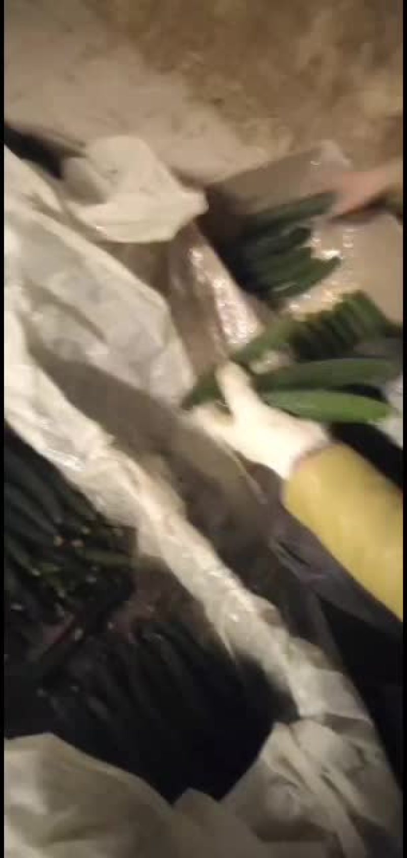 大荔黄瓜大量上市欢迎采购