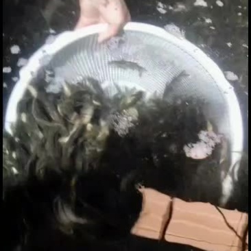 优质黄骨鱼苗，量大从优，优惠多多