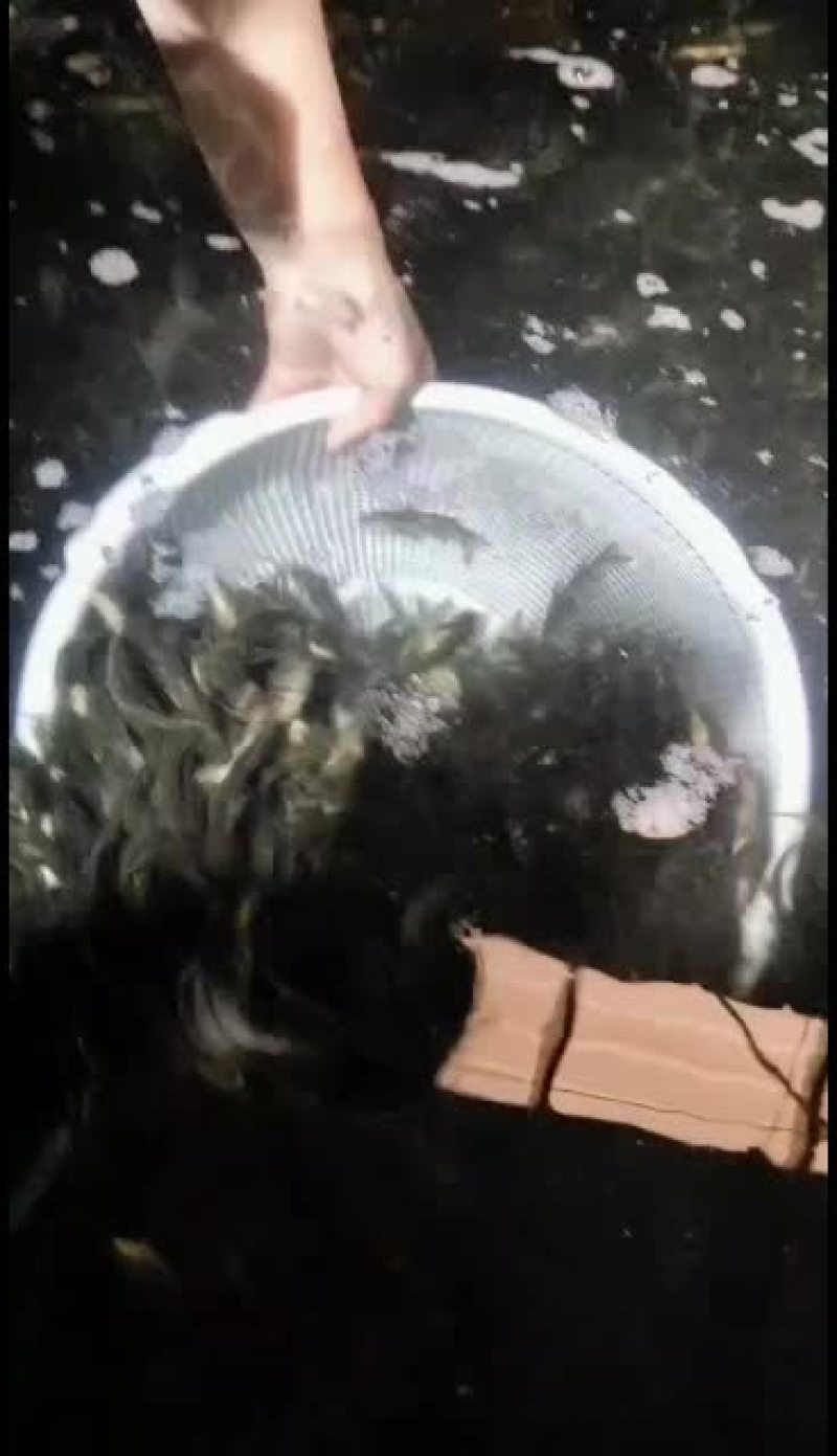 优质黄骨鱼苗，量大从优，优惠多多