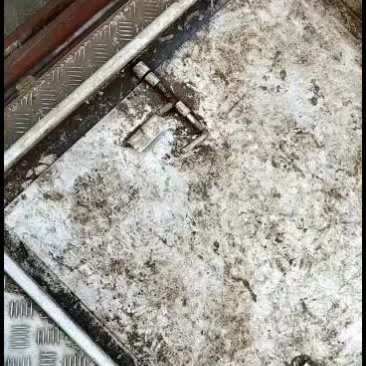 黄骨鱼苗，工厂化孵化，标苗