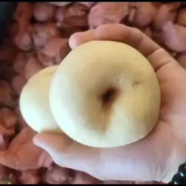 酥梨脆甜没渣