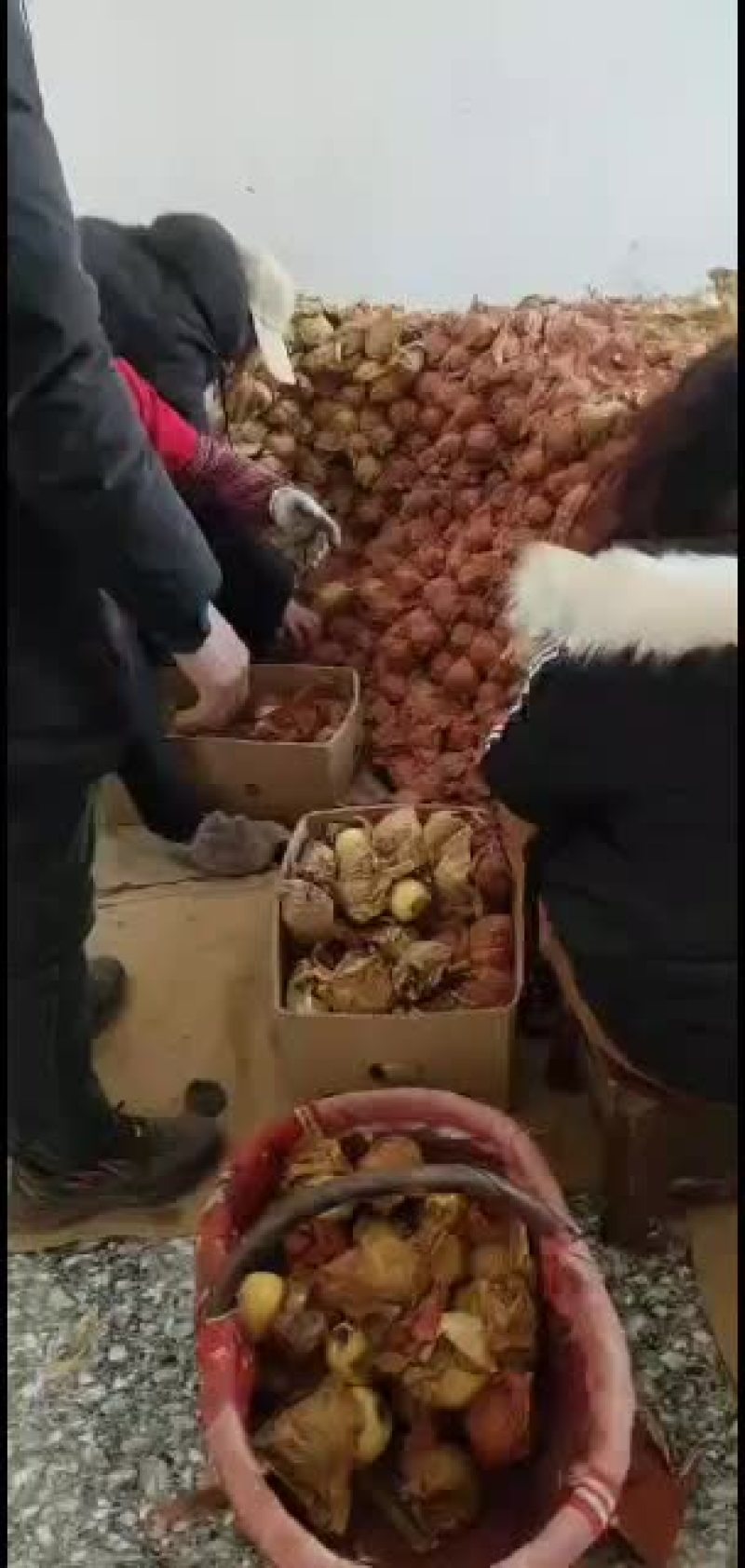 酥梨脆甜没渣