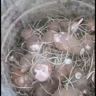 红芽芋批发，价格优惠
