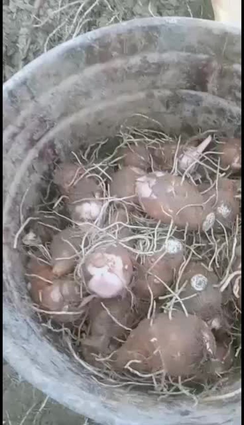 红芽芋批发，价格优惠
