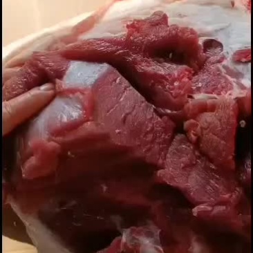 散养两年不喂饲料的大野猪