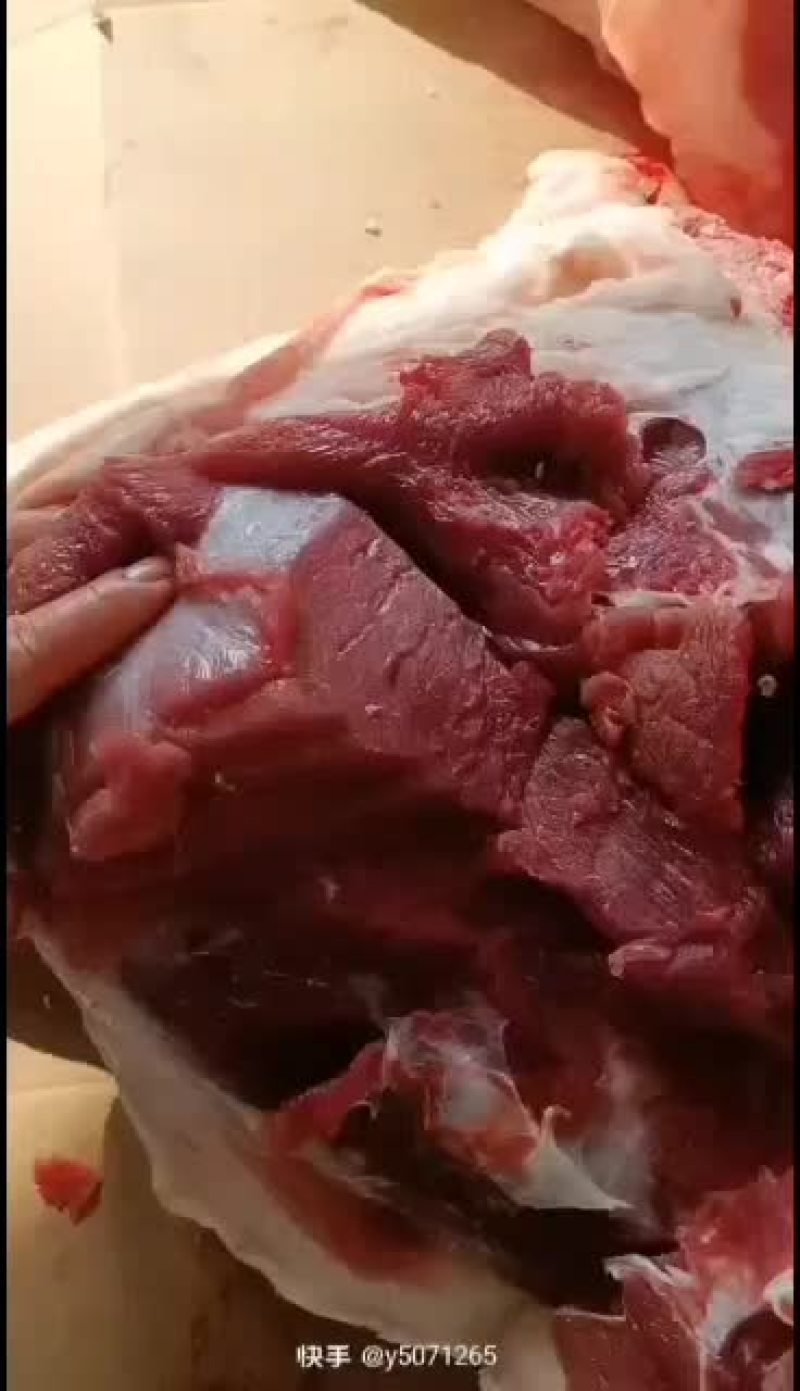 散养两年不喂饲料的大野猪