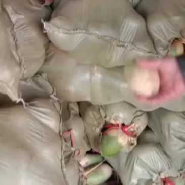 白萝卜，白萝卜，白萝卜！！！