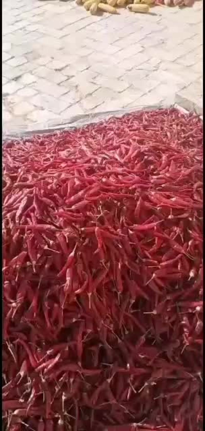 红辣椒，内蒙古巴彦淖尔市五原县红辣椒产地直销，欢迎客商前