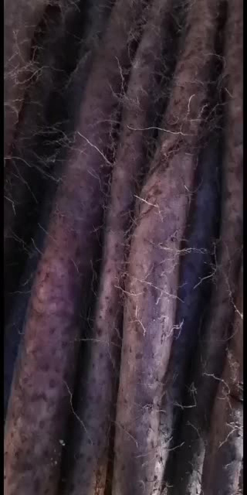 白玉山药。大货，小货，佛手。大量现货