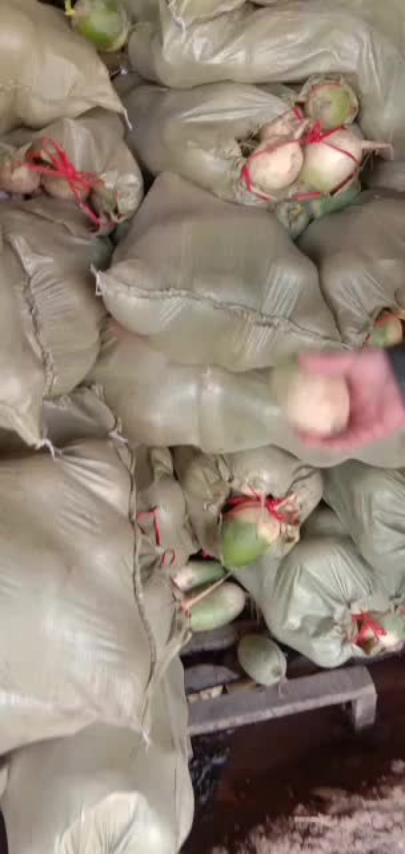 白萝卜，露头青，白萝卜