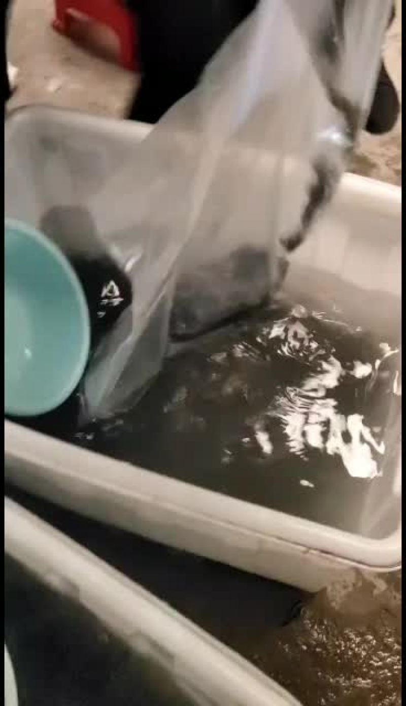 优质黄骨鱼苗，量大从优！欢迎各位老板前来洽谈合作！
