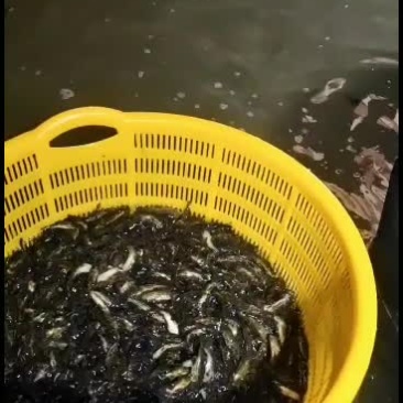 优质黄骨鱼苗，量大从优！欢迎各位老板前来洽谈合作！