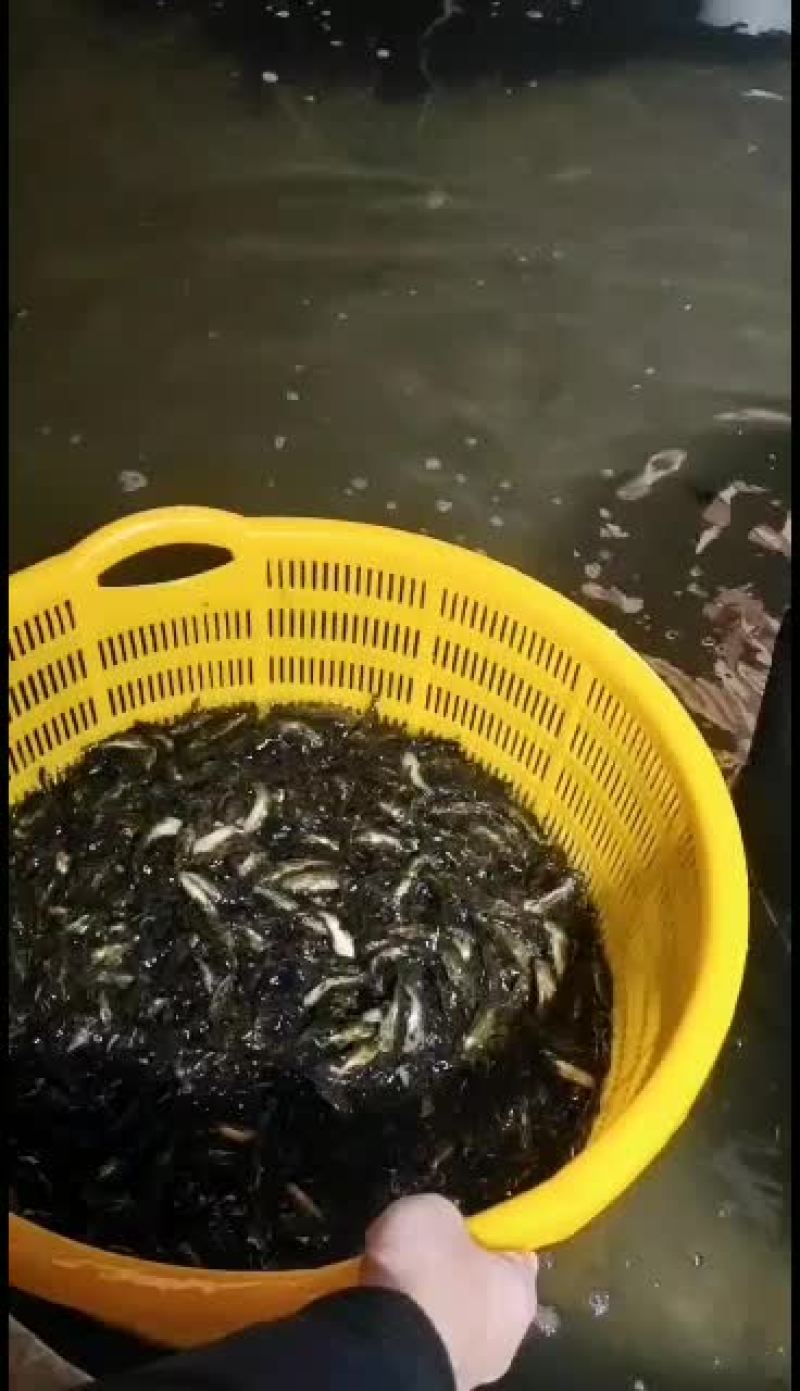 优质黄骨鱼苗，量大从优！欢迎各位老板前来洽谈合作！