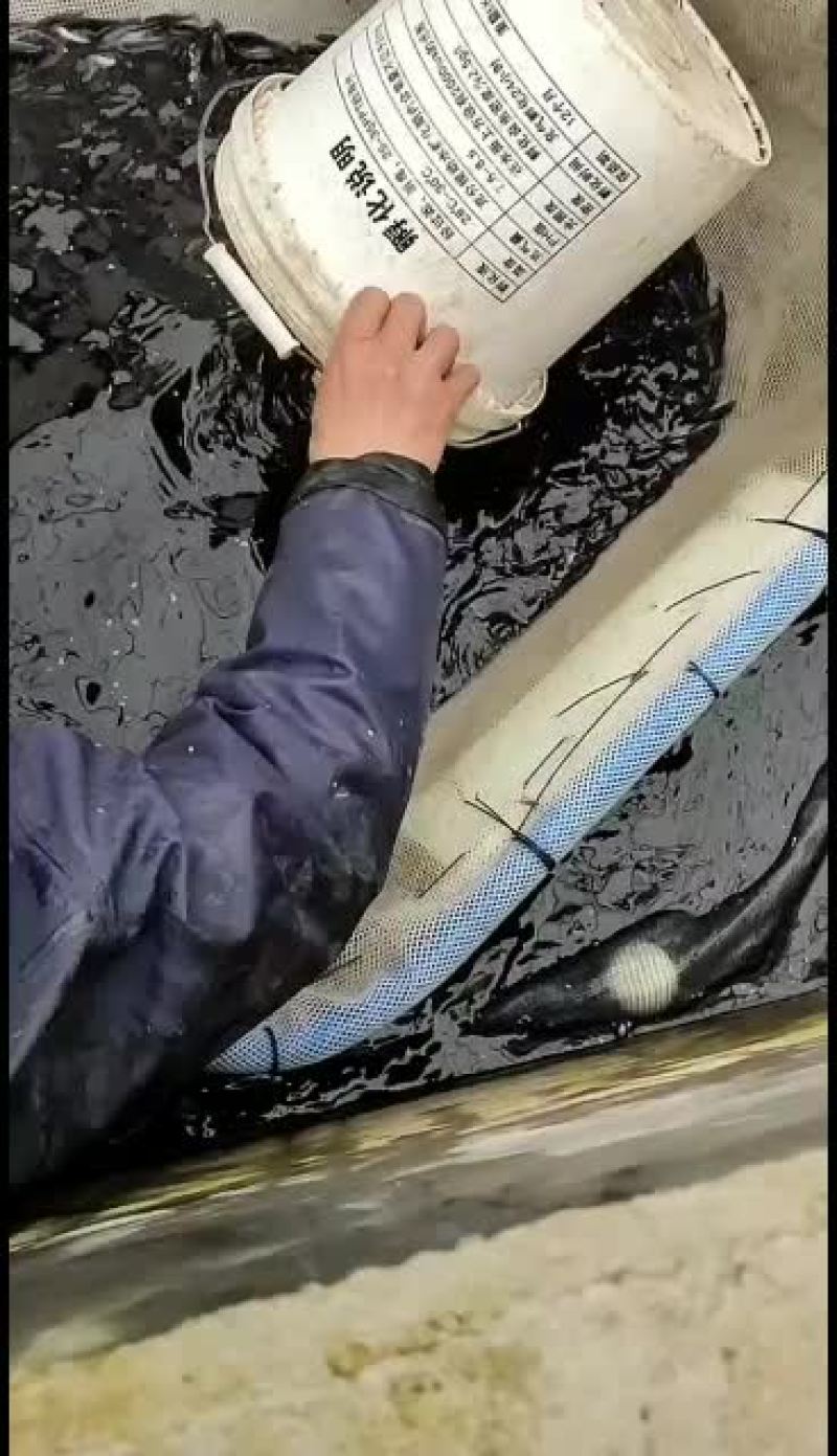 优质鲈鱼苗，工厂化标苗