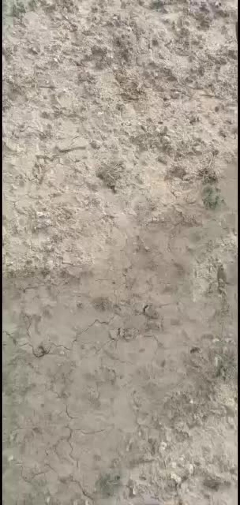 宁夏中宁野生发菜！纯野生！质量杠杠的！欢迎批发