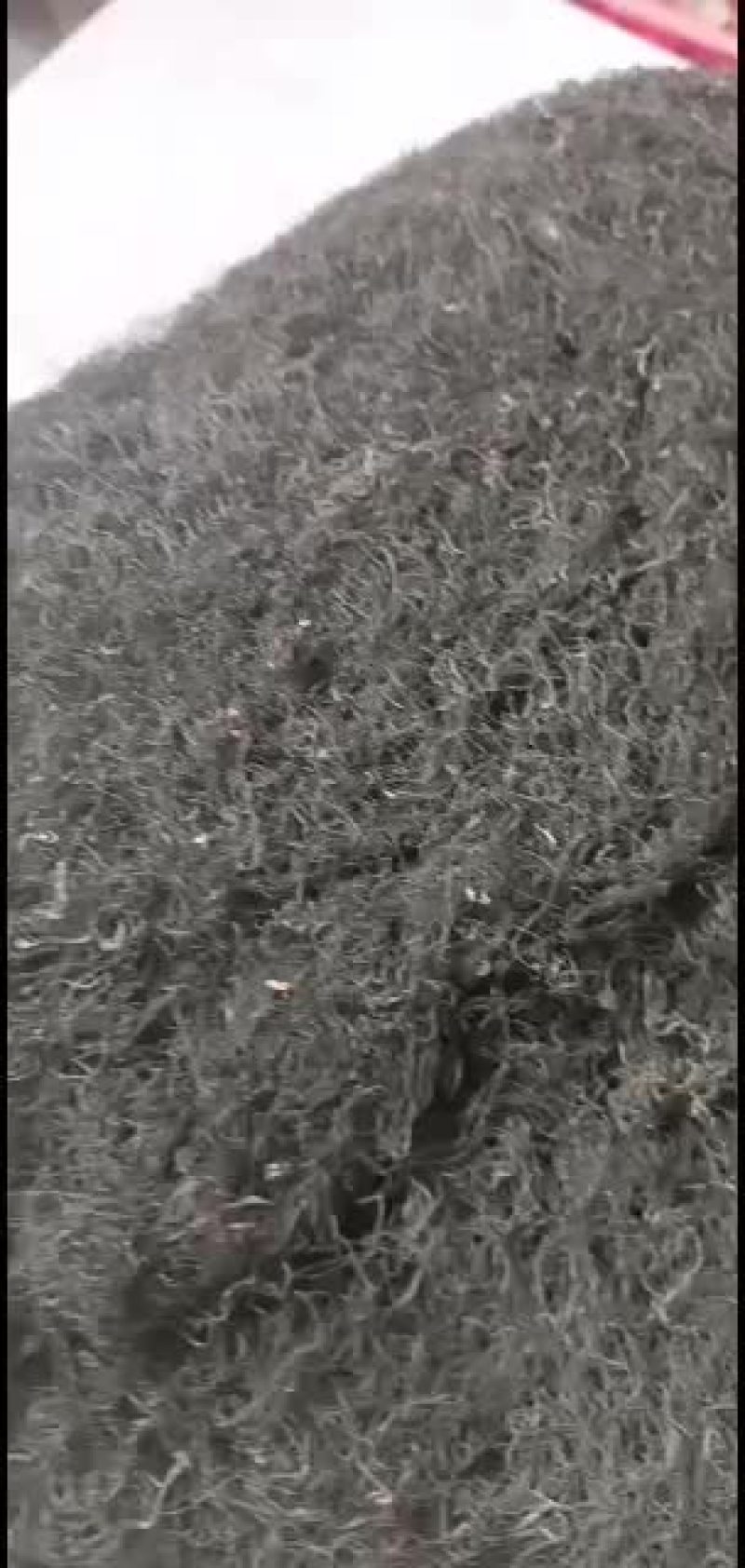 宁夏中宁野生发菜！纯野生！质量杠杠的！欢迎批发