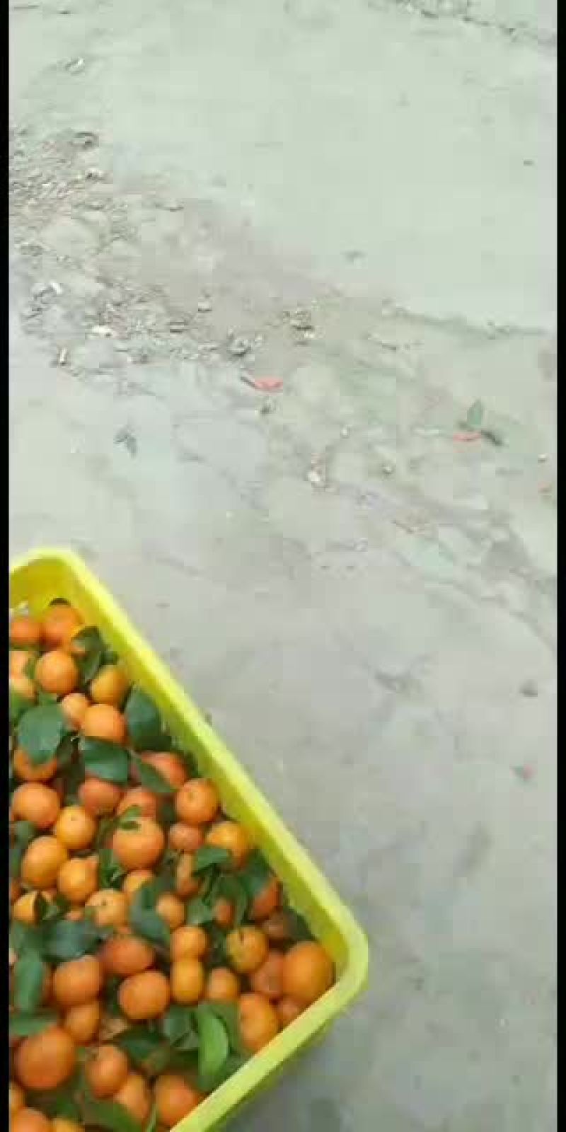 广西桂林永福县沙糖桔