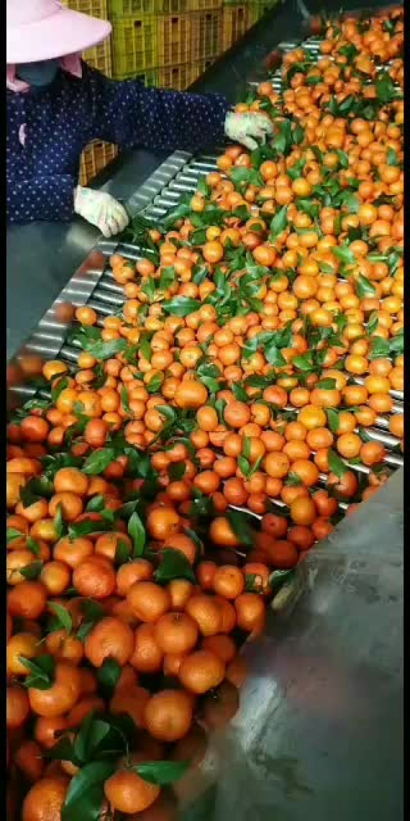 广西桂林永福县沙糖桔