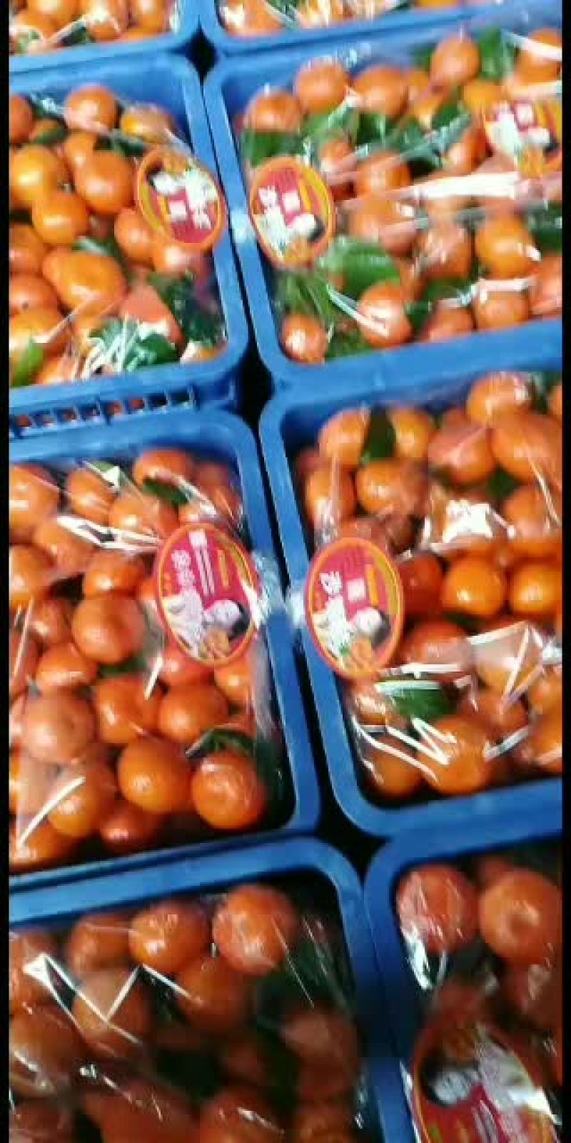 广西桂林永福县沙糖桔