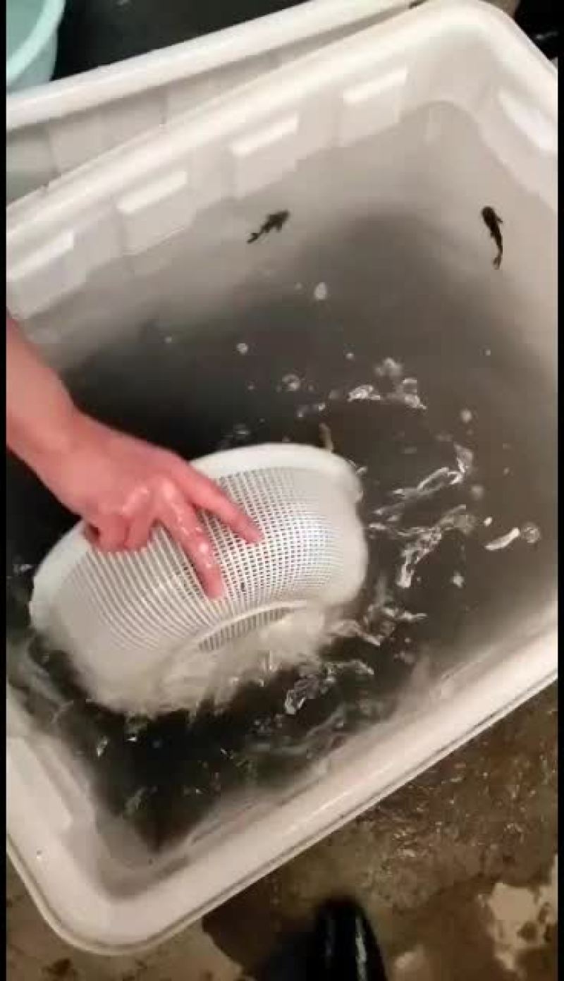 优质黄骨鱼苗，量大从优！欢迎各位老板前来考察！