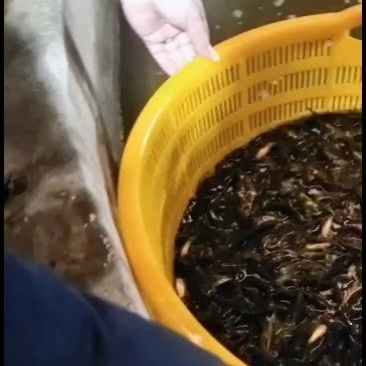 优质黄骨鱼苗，量大从优！欢迎各位老板前来考察！