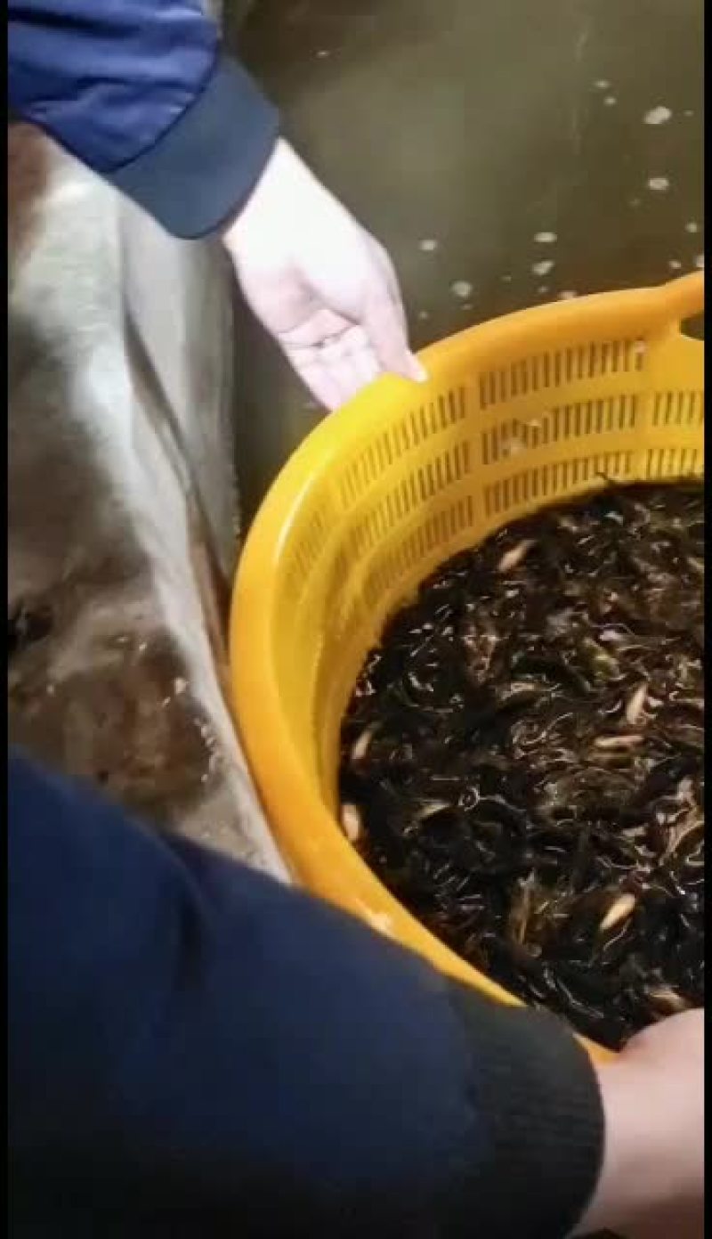 优质黄骨鱼苗，量大从优！欢迎各位老板前来考察！