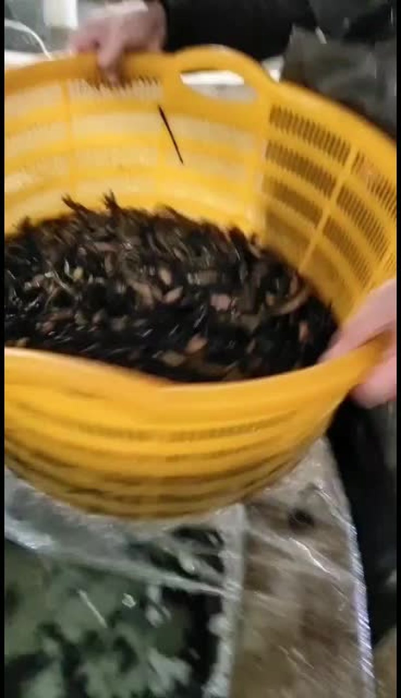 优质黄骨鱼苗，量大从优！欢迎各位老板前来考察！