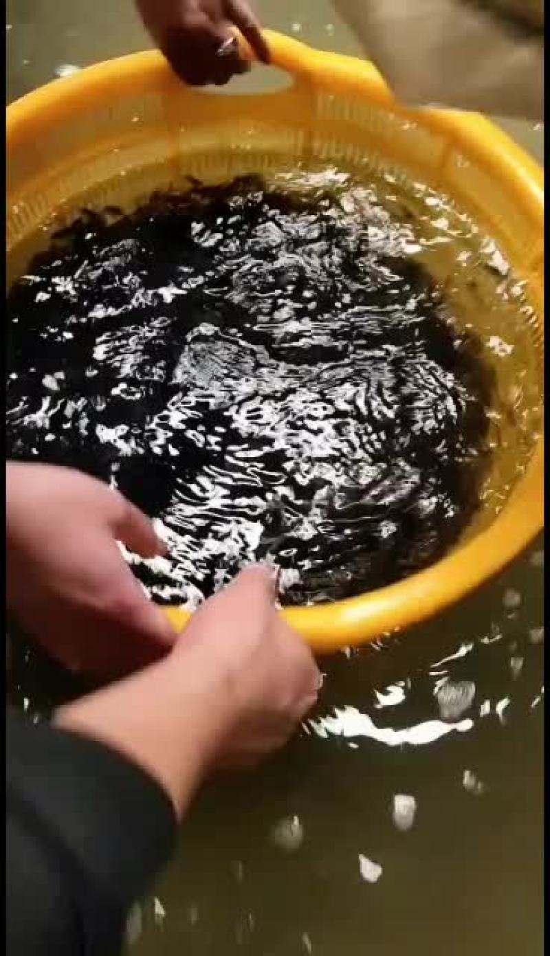 优质黄骨鱼苗，量大从优！欢迎各位老板前来考察！