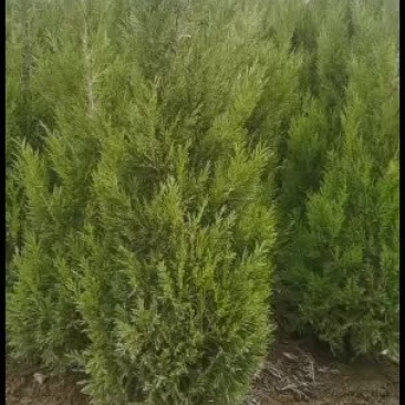 1米以上精品塔柏，基地现挖现发，量大质优，保证存活