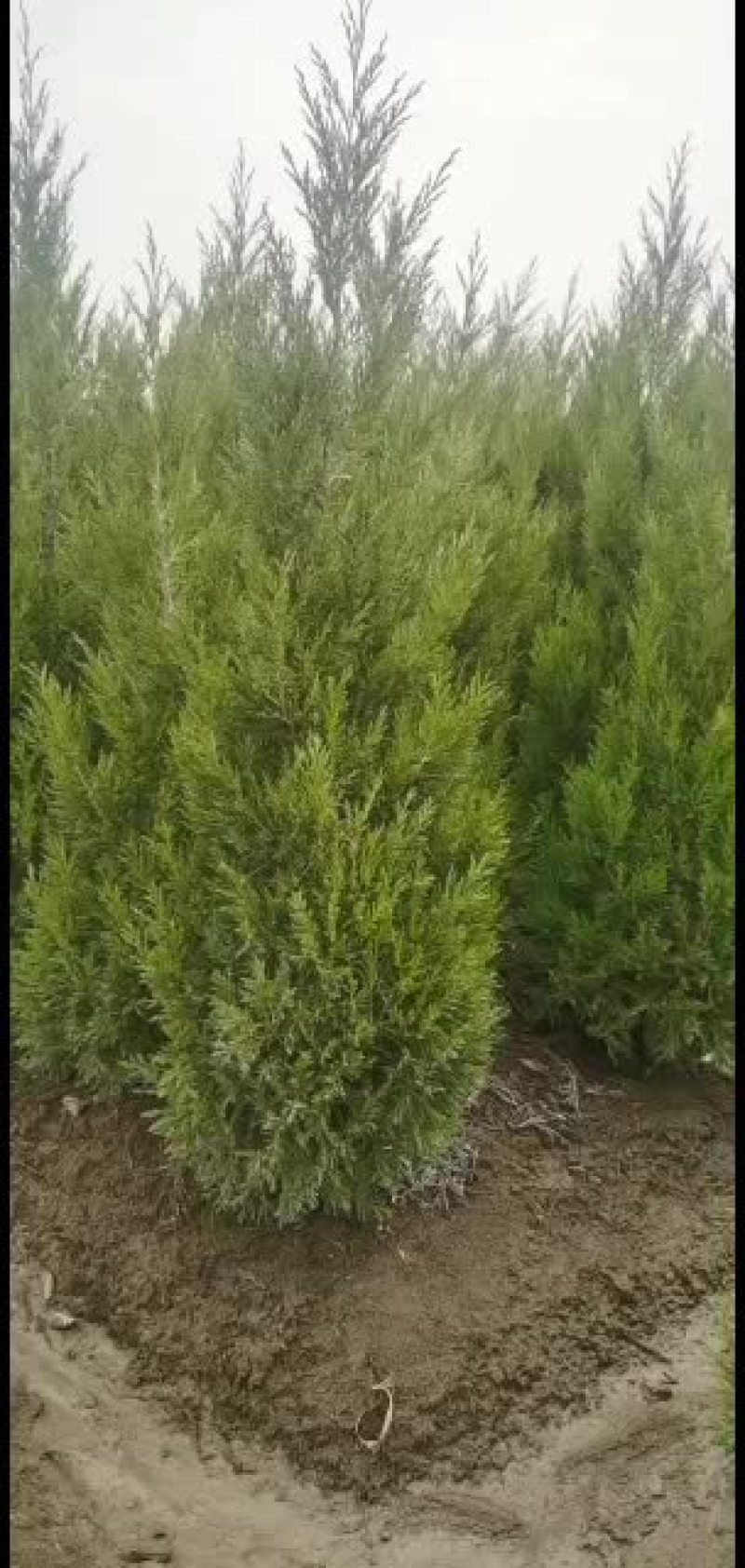1米以上精品塔柏，基地现挖现发，量大质优，保证存活