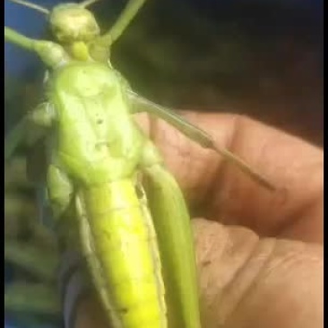 棉蝗，登倒山，大蚂蚱质量保证