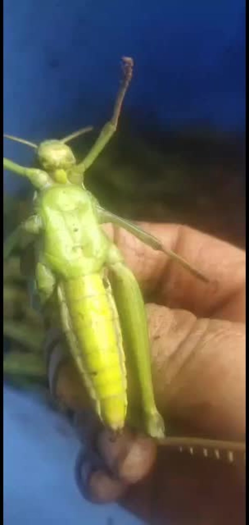 棉蝗，登倒山，大蚂蚱质量保证