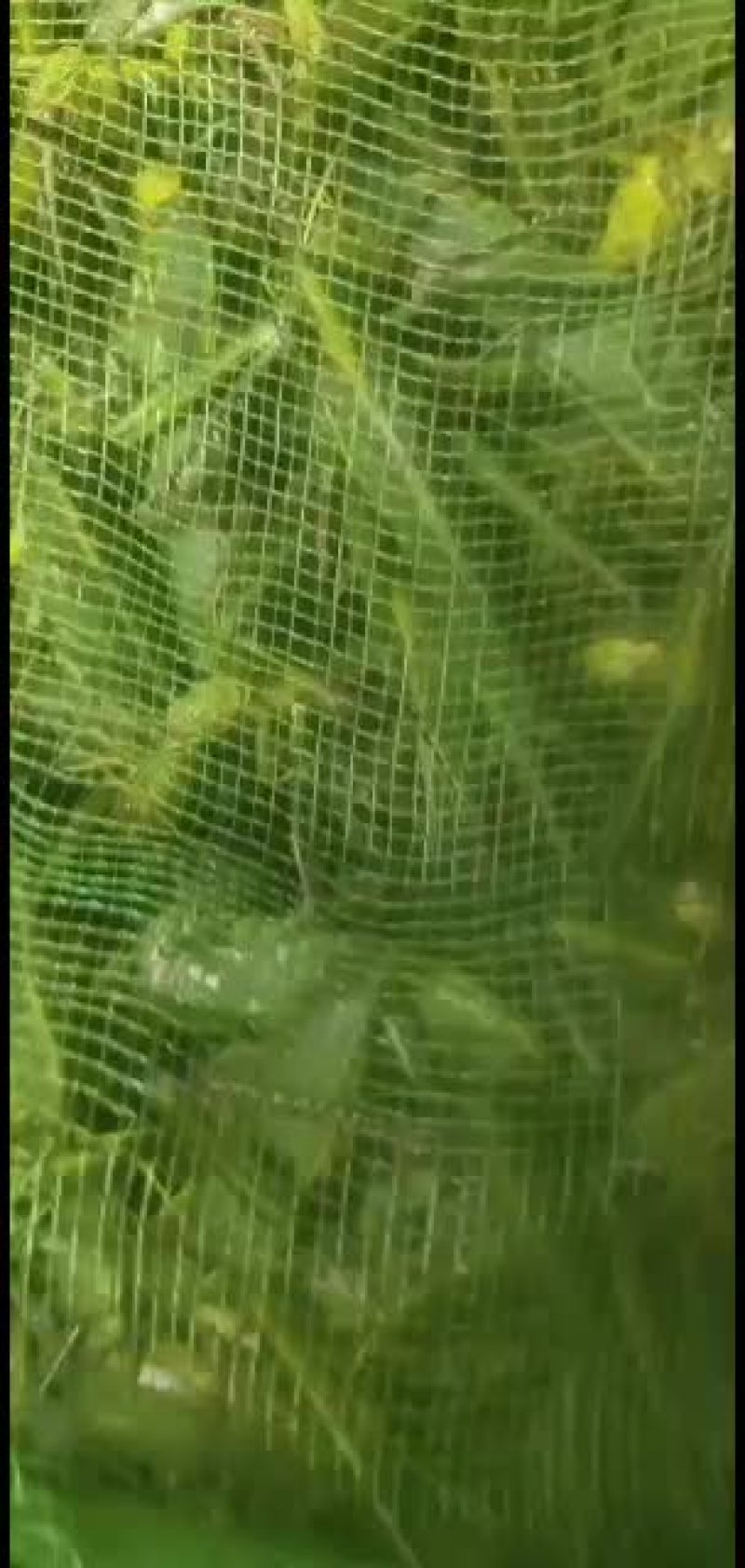 棉蝗，登倒山，大蚂蚱质量保证