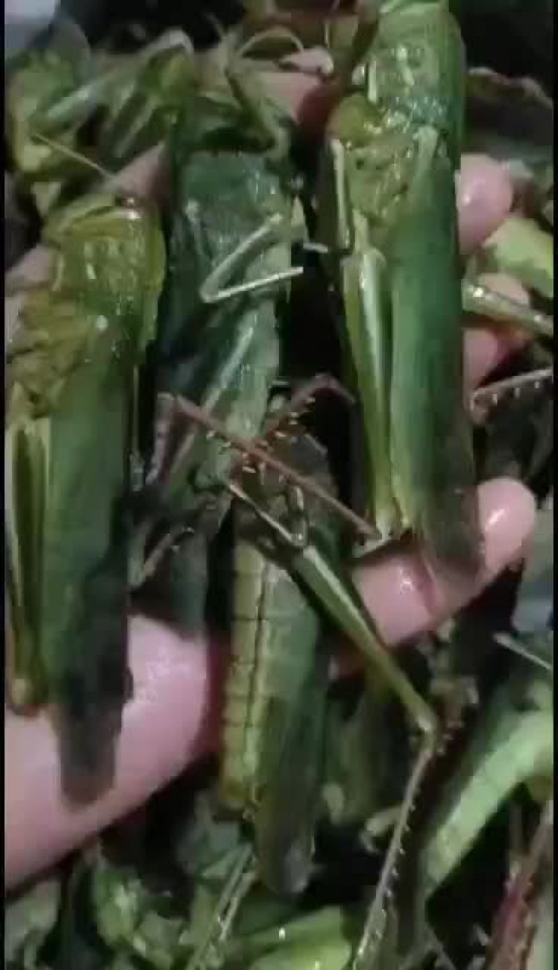 棉蝗，登倒山，大蚂蚱质量保证