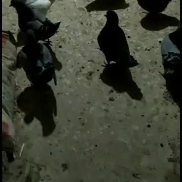 出售大量元宝鸽，圆环，摩登，喜欢可以私聊！