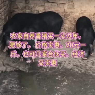 农民自己养的黑家猪全绿色食品放心吃出从前的味道