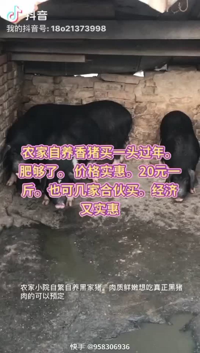 农民自己养的黑家猪全绿色食品放心吃出从前的味道
