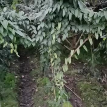 地苦胆和朱砂莲它们的种子预售，一手货源，保质保量，发芽率