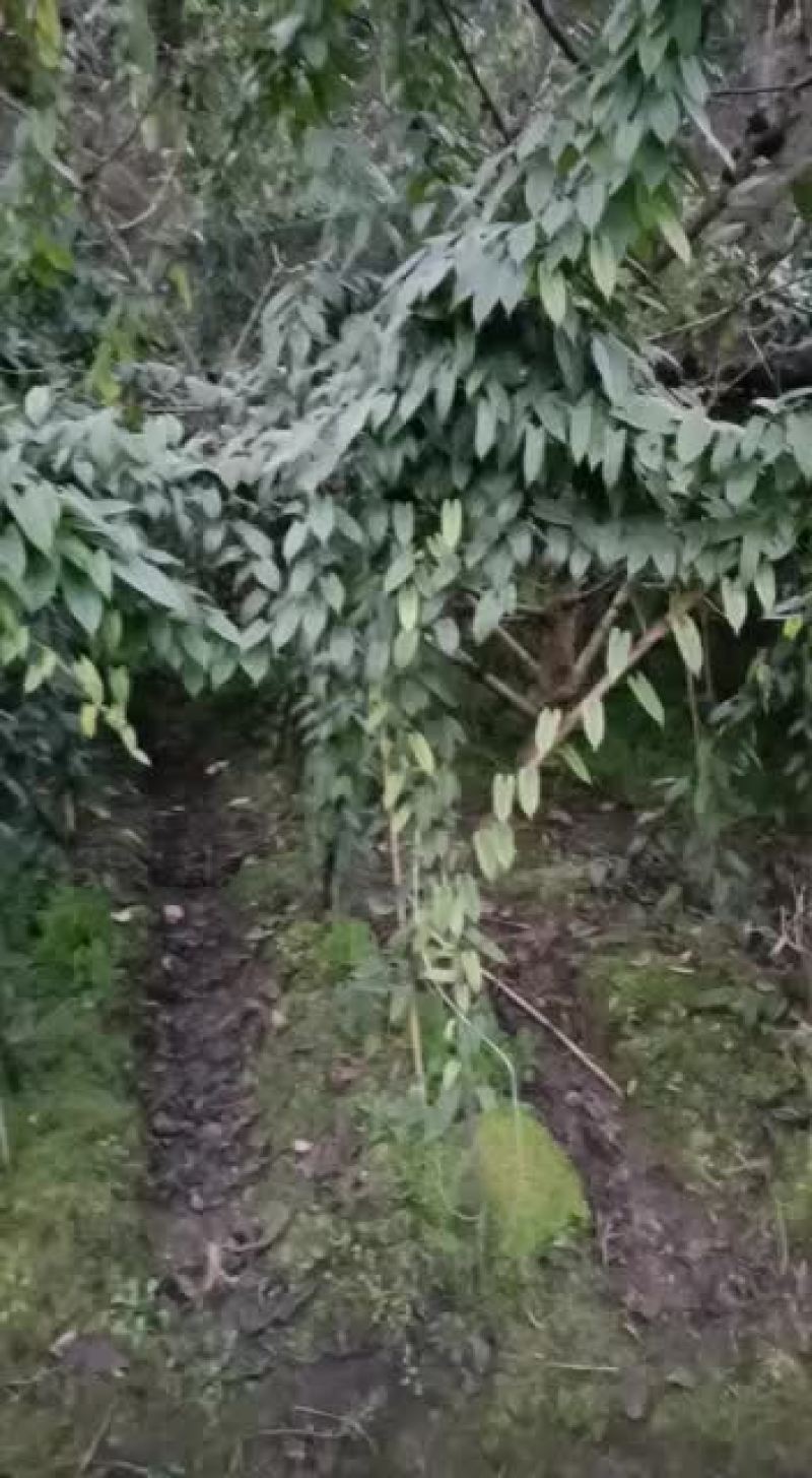 地苦胆和朱砂莲它们的种子预售，一手货源，保质保量，发芽率