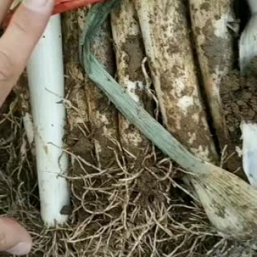 青州大棚大葱大量上市中