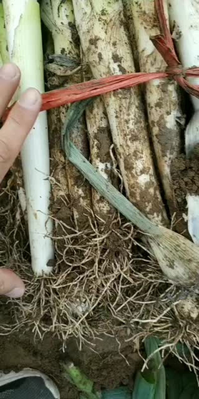 青州大棚大葱大量上市中