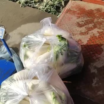 精品白白萝卜精品精品