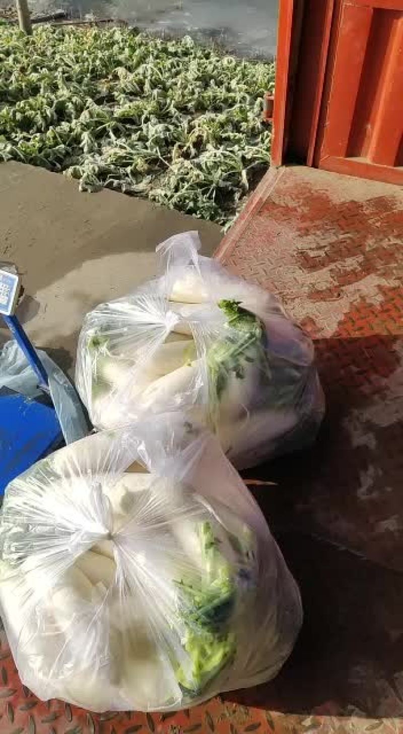 精品白白萝卜精品精品