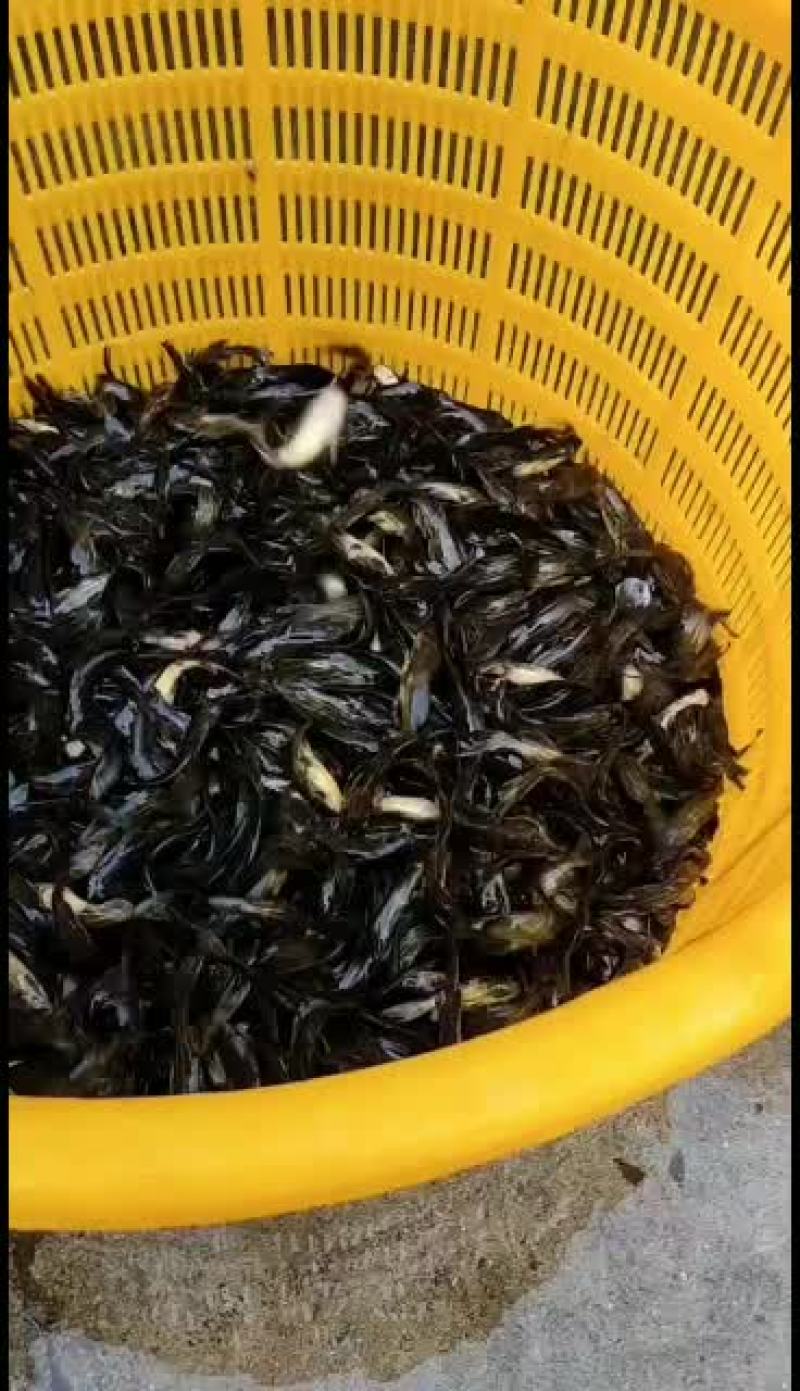 优质黄骨鱼苗，量大从优！欢迎各位老板