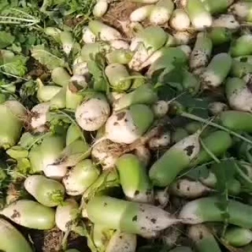 冷库萝卜300吨质量很好，大小均匀，颜色好，水分足
