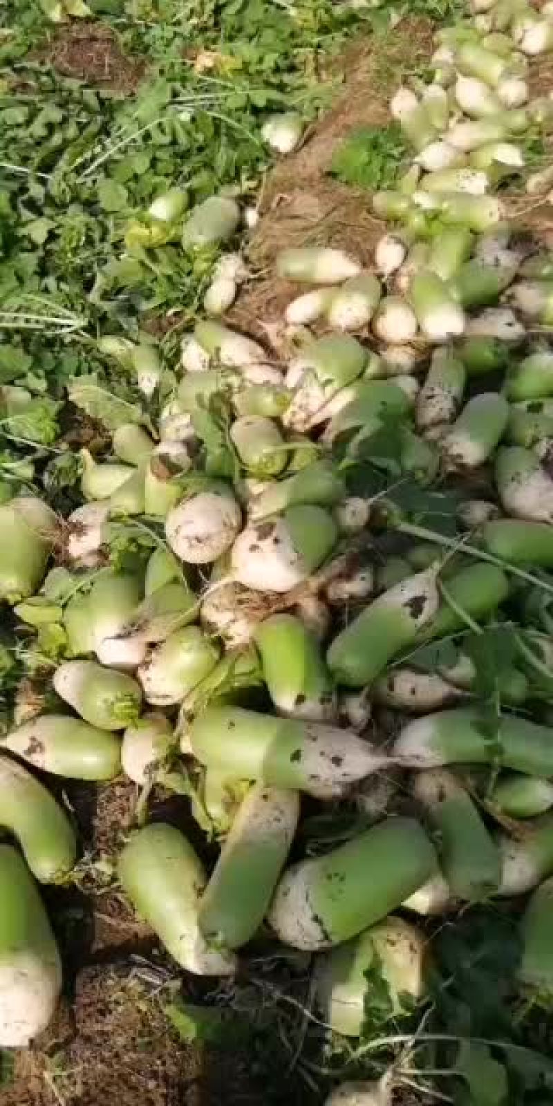 冷库萝卜300吨质量很好，大小均匀，颜色好，水分足