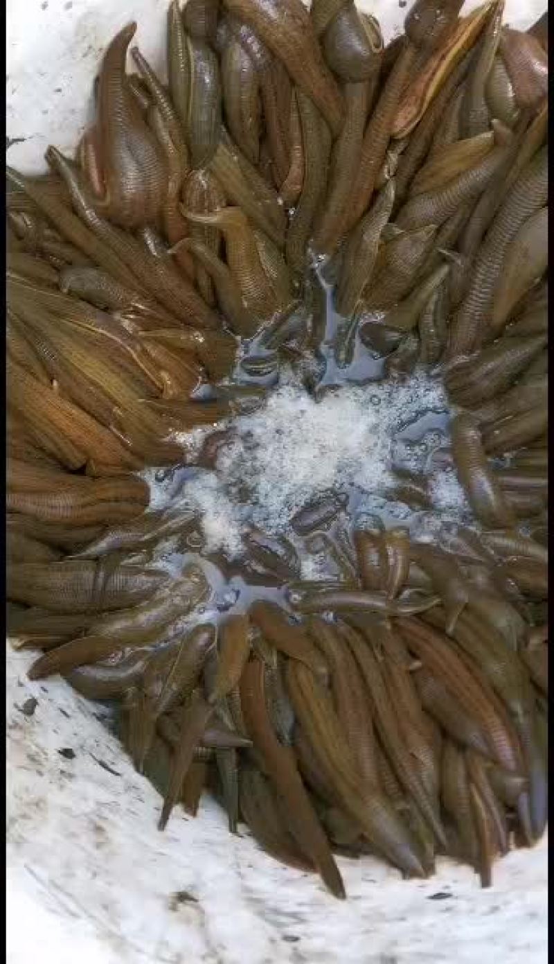 水蛭苗，蚂蟥苗，水蛭种蛭，青年苗