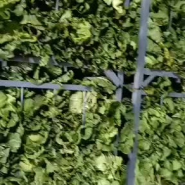 万吨冷库大白菜开始出库